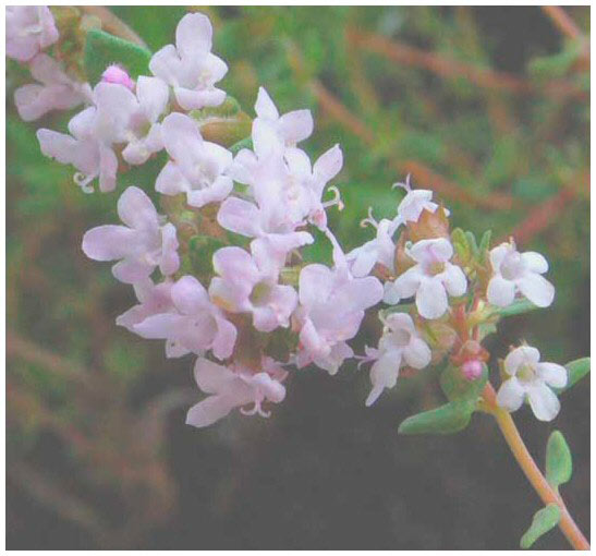  Image name: timo3.jpg 
 width: 547 pixel 
 height: 510 pixel 
 Size: 48116 bytes 
 Click to enlarge 